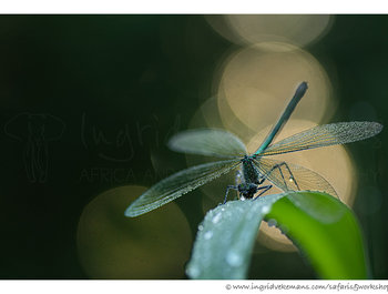 Workshop
Weidebeekjuffers