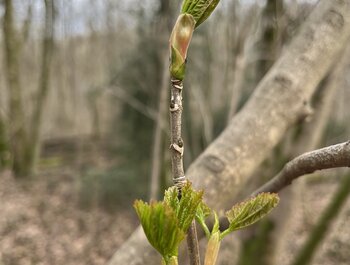 Bosbad in de adem van de lente in
Mortagnebos Zwevegem (shinrin-yoku workshop)