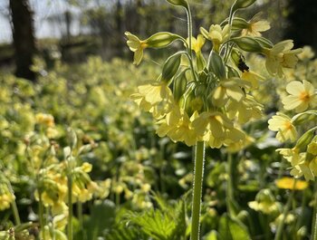Bosbad in het eerste groen in Bellegembos
- Kortrijk (shinrin-yoku workshop)