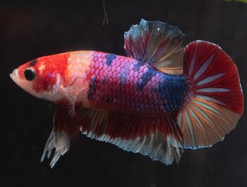 Kempvissen, kleurrijke karakters in het
aquarium