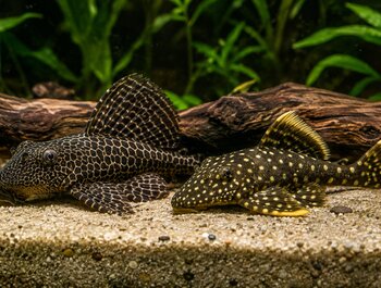 Algeneters in
het aquarium