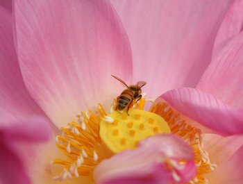 Cursus
Essentiële Meditatie Jan Storms