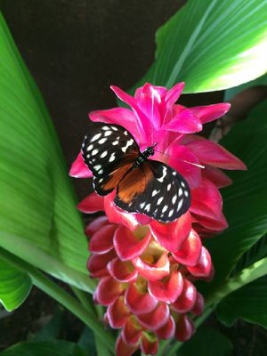 Ontspanning De wereld planten