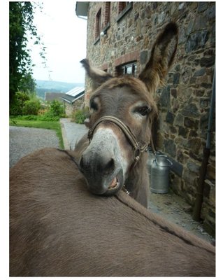 Ontspanning Loop autonoom achter ezel