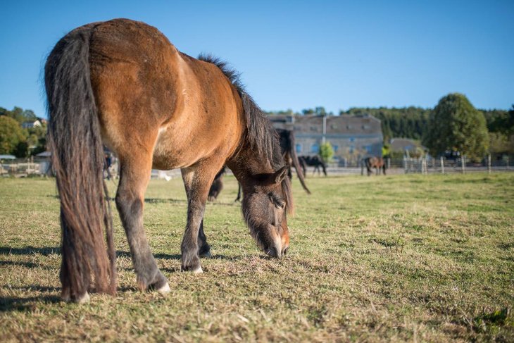 Workshops Postgraduaat opleiding : Coachen mensen behulp paarden - HorSense