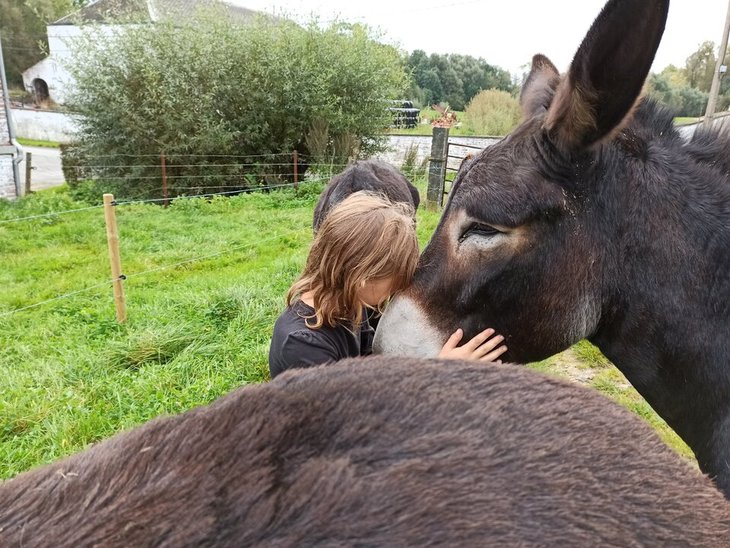 Ontspanning Wandel-ontmoeting de ezels
