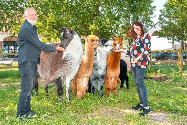 Ontspanning Alpacawandelingen / bezoek boerderijdieren