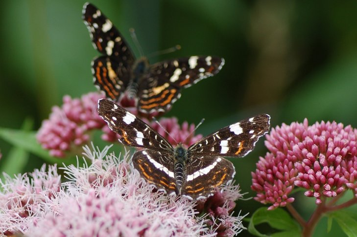 Ontspanning Dieren-spotten-tocht: vlindersafari