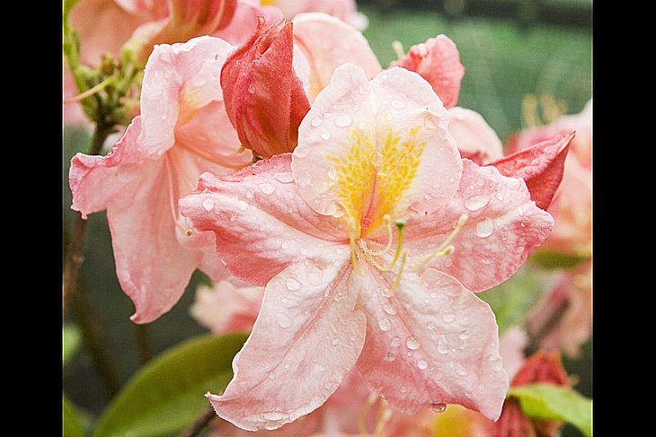 Ontspanning Bloei rododendrons azalea s