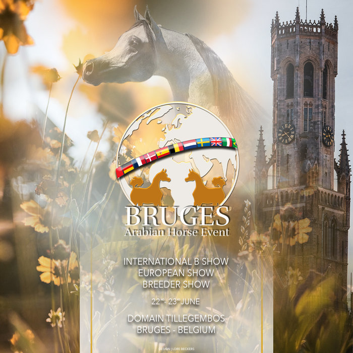 Ontspanning Bruges Arabian Horse Event