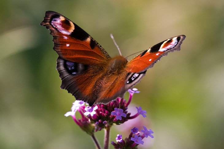 Ontspanning Dieren-spotten-tocht: vlindersafari