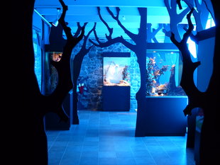 Tentoonstellingen Het Huis Legendes