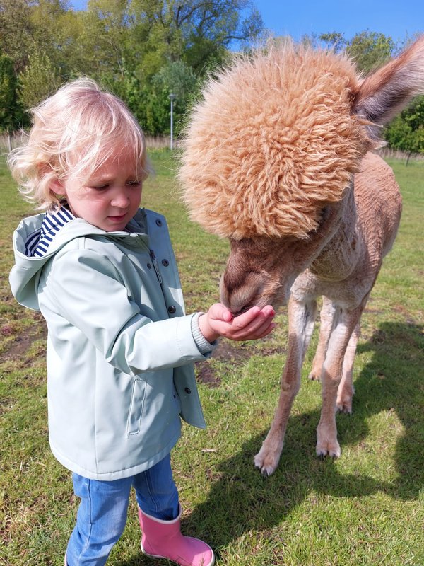 Ontspanning Alpaca Farm boerderijbezoek