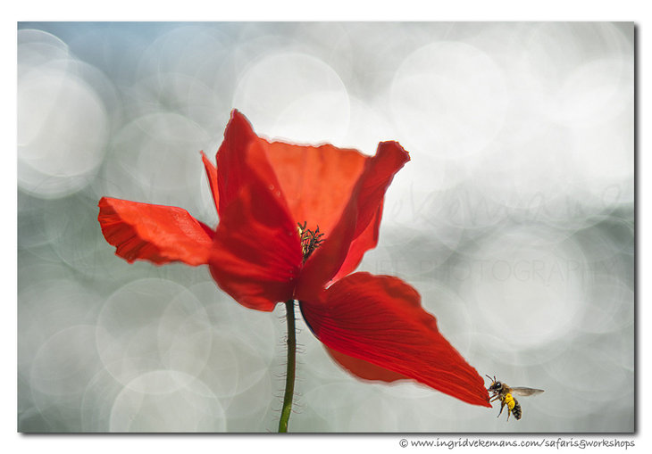 Workshops Workshop macro- veldfotografie