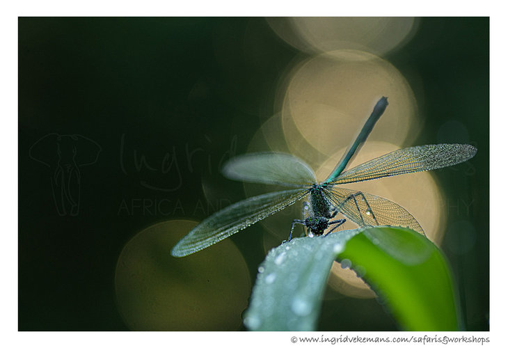 Workshops Workshop Weidebeekjuffers