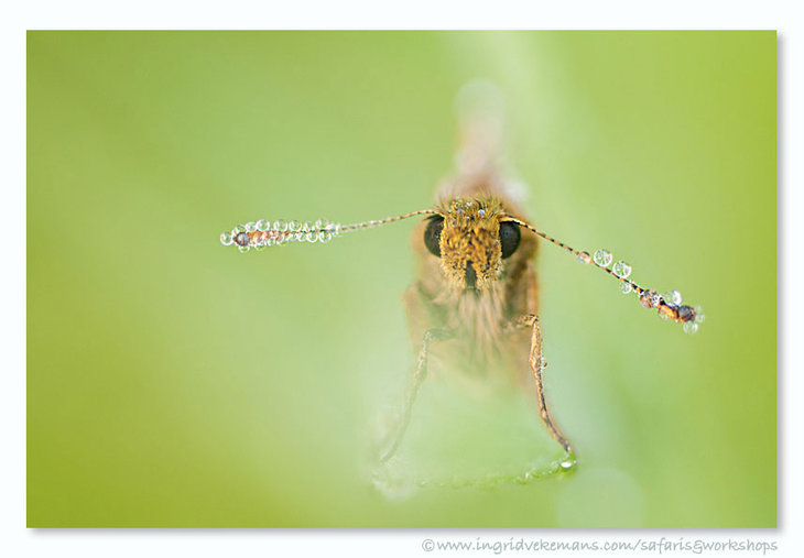 Workshops Workshop Zomergevoel