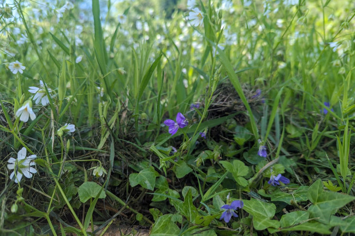 Workshops Zelzorg kruiden - jaarcyclus