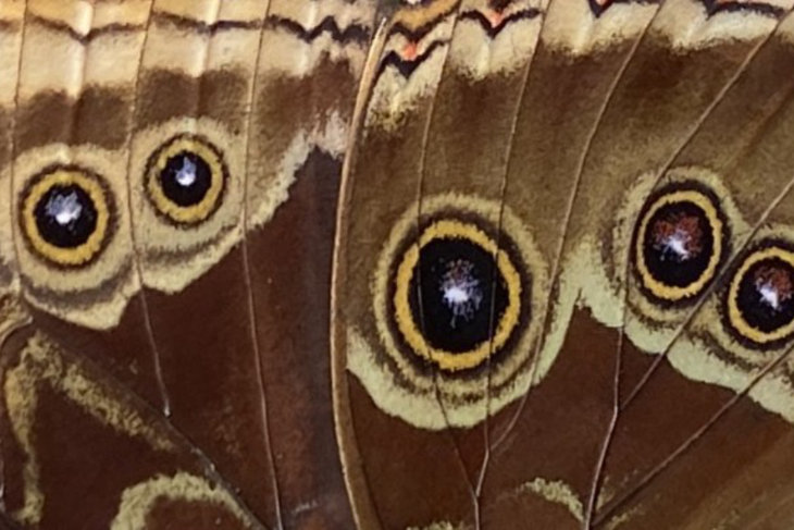 Workshops Ongedanst - vrij bewegen levende klanken