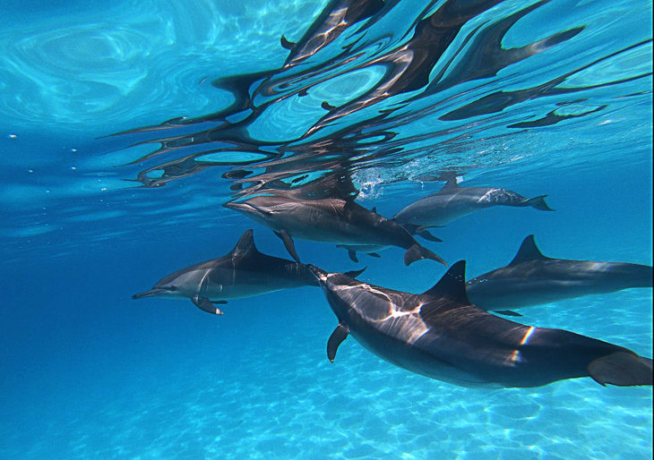  Een week het paradijs de Sataya-dolfijnen & viering het nieuwe jaar