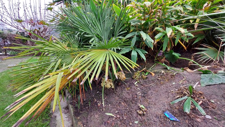 Ontspanning Trachycarpus nanus - zeldzame winterharde palmboom - gratis voor alle bezoekers