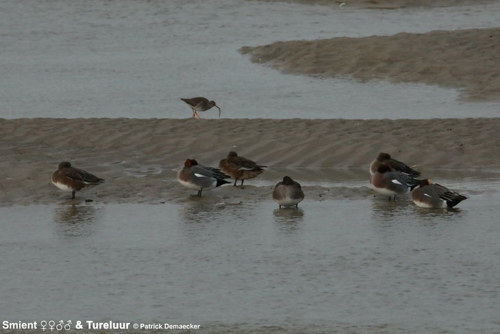 Ontspanning Geleide natuurwandeling Zwinmonding & dijken Nederlandse deel Zwin