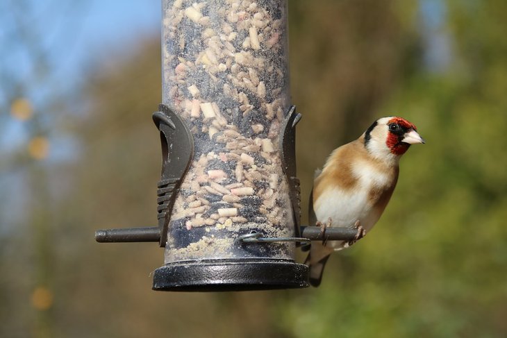 Ontspanning Het Grote Vogelweekend - spot help wintervogels
