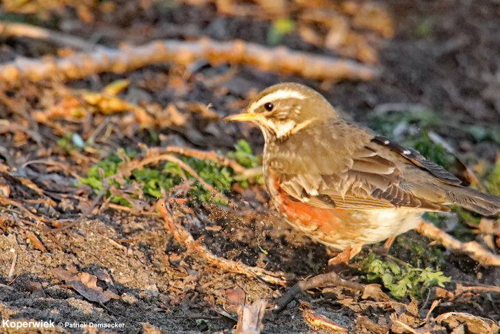 Ontspanning Geleide natuurwandeling het Vlaams natuurreservaat Zwinduinen 