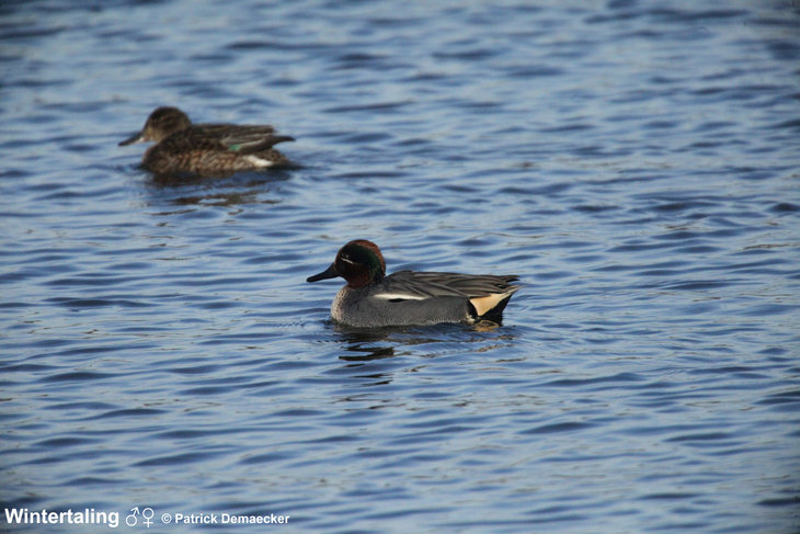 Ontspanning Geleide natuurwandeling de Sophiapolder Oostburg (Nederland).