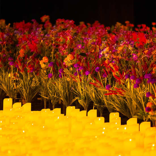 Concerten Candlelight: beste Bridgerton Strijkers