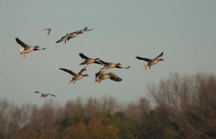 Ontspanning Watervogelwandeling