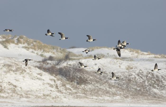 Ontspanning Wintervogeltocht