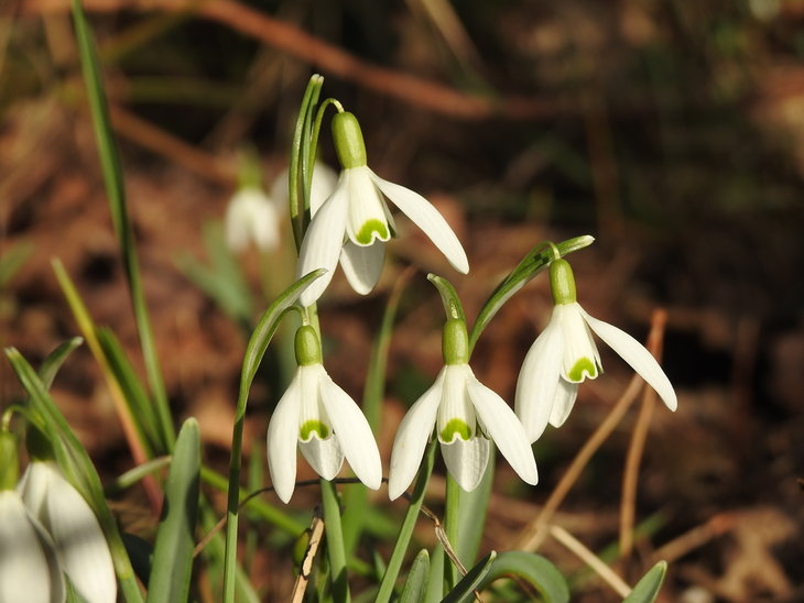 Ontspanning Stinzenplantenwandeling