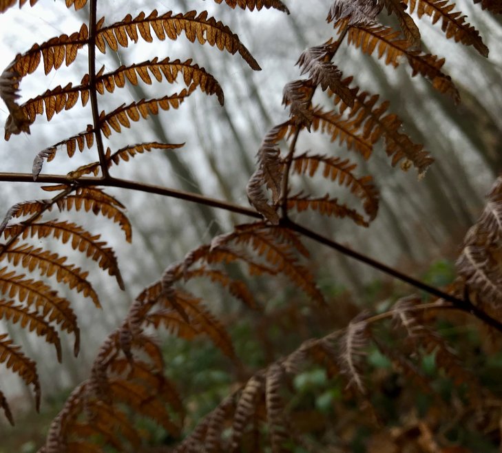 Workshops Bosbad wanneer adem inademt Bellegembos Kortrijk (shinrin-yoku)