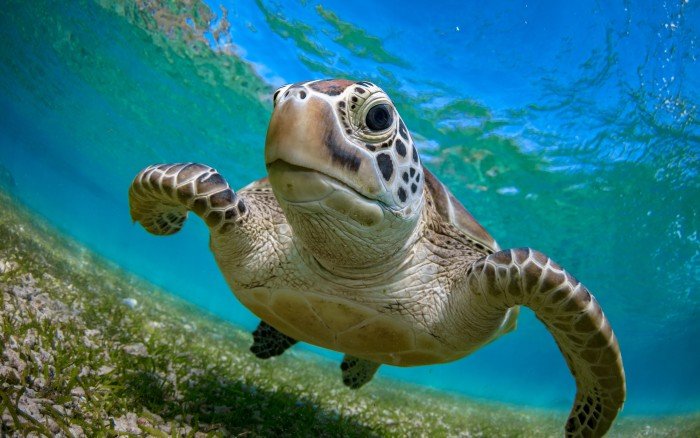 Ontspanning Wwf Rangerclub: Zeeschildpaddendag