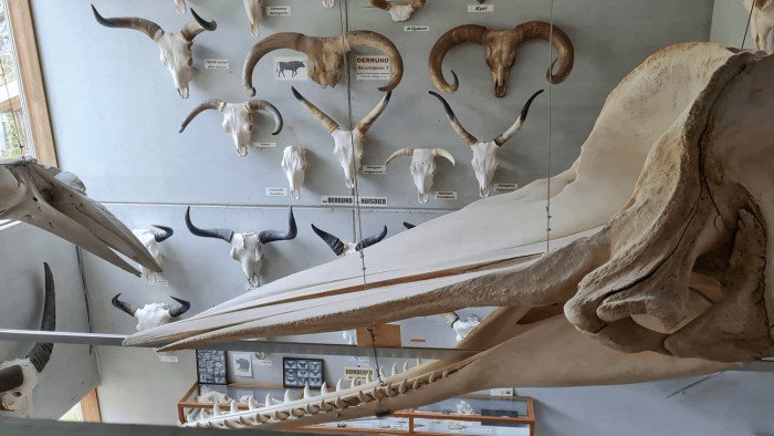 Ontspanning Wwf Rangerclub: sporen het verleden