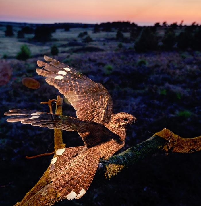 Ontspanning Wwf Rangerclub: Speur in avond naar nachtzwaluw