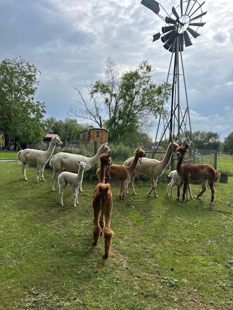 Ontspanning Heb zin te gaan wandelen de Alpaca Senna, Polientje ...