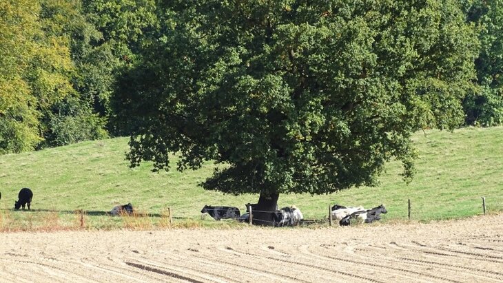 Ontspanning Wandelzoektocht Vlaamse Ardennen