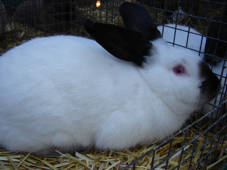 Tentoonstellingen Tentoonstelling kleinveefokkerij