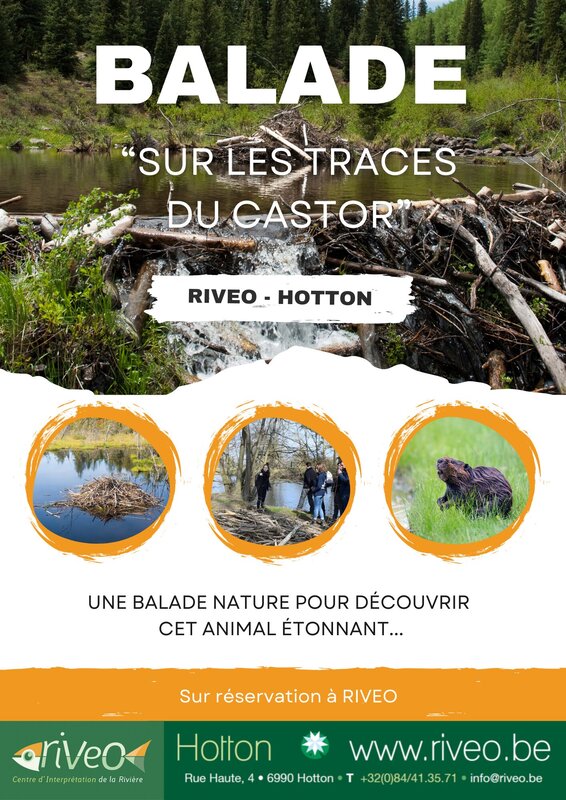 Ontspanning Natuurwandeling “In spoor de bever” Hotton