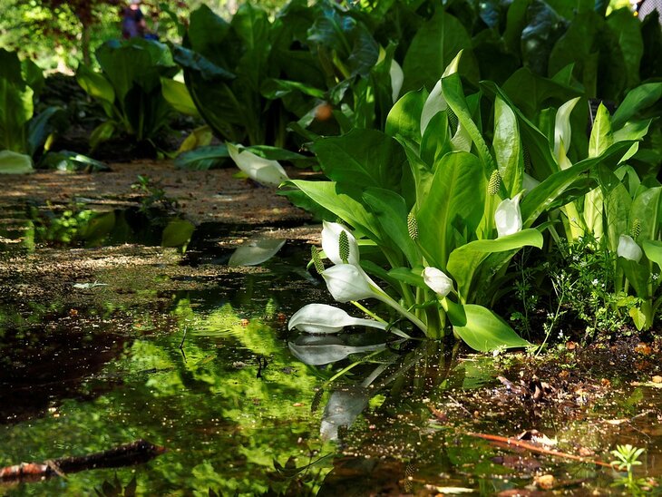 Ontspanning Als planten konden spreken... wandeling doorspekt sagen legenden