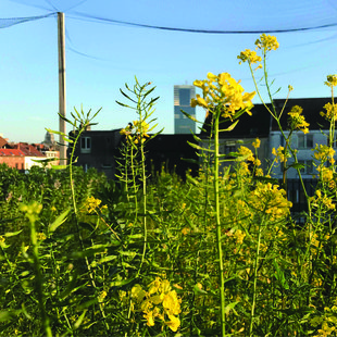 Ontspanning Een bezoek de stadsboerderij