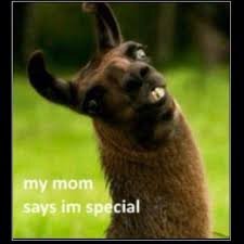 Workshops Alpacacursus Fokken=gokken