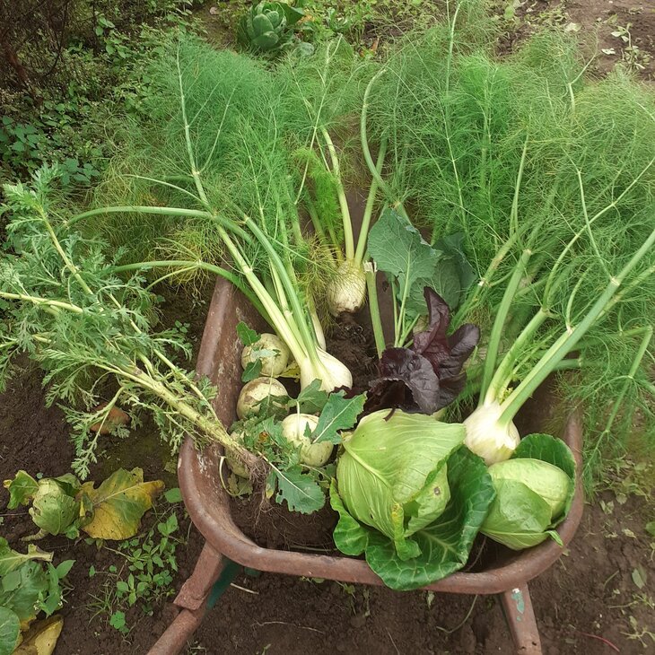 Workshops Praktische ecologische moestuincursus