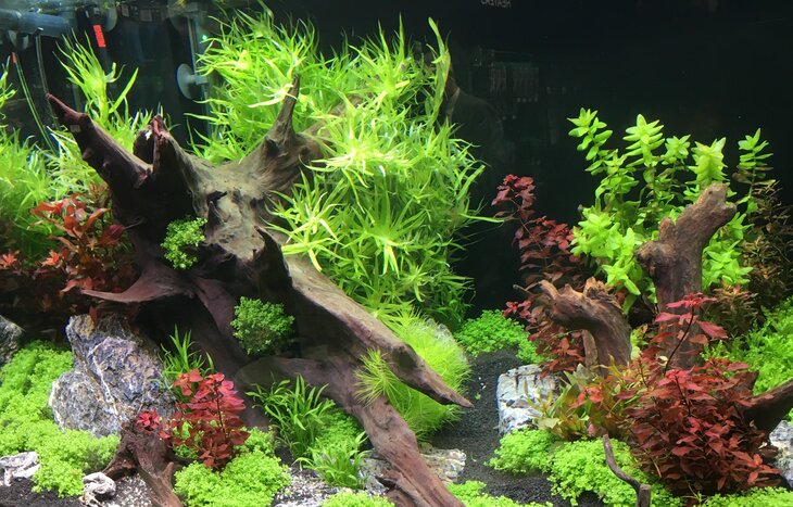 Ontspanning Camerafishing: filmen onder waterspiegel