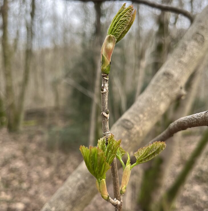 Workshops Bosbad de adem de lente Mortagnebos Zwevegem (shinrin-yoku workshop)