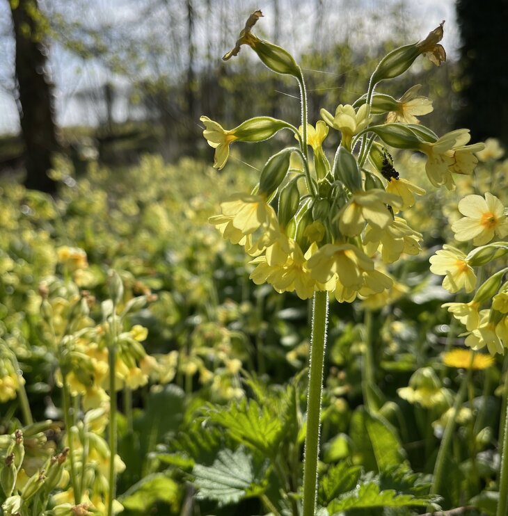 Workshops Bosbad het eerste groen Bellegembos - Kortrijk (shinrin-yoku workshop)