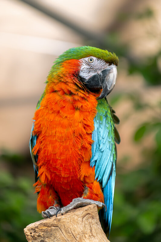 Ontspanning Papegaaien Opvang