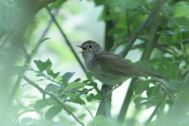 Ontspanning Vroeg-uit-de-verenwandeling