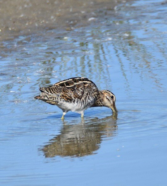 Ontspanning Mysterieuze geluiden de schemering - zoek naar watersnippen